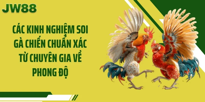 Các kinh nghiệm soi gà chiến chuẩn xác từ chuyên gia về phong độ