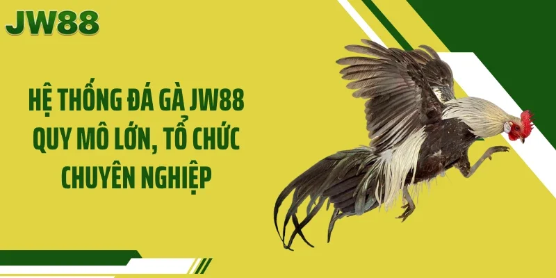 Hệ thống đá gà JW88 quy mô lớn, tổ chức chuyên nghiệp