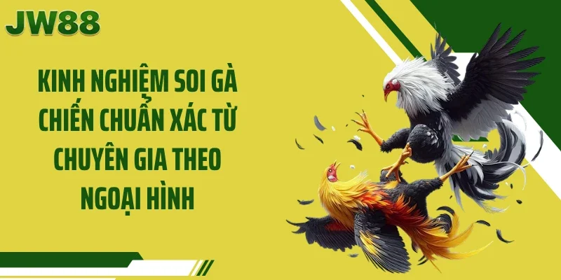Kinh nghiệm soi gà chiến chuẩn xác từ chuyên gia theo ngoại hình